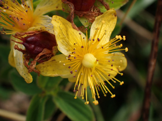 P8157276a.jpg